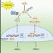 HIF-1α can stabilize its protein through K63-linked polyubiquitination under hypoxia