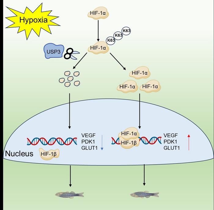 HIF-1α can stabilize its protein through K63-linked polyubiquitination under hypoxia