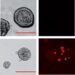 Tumor organoids start to shrink and die after p53 mRNA treatment