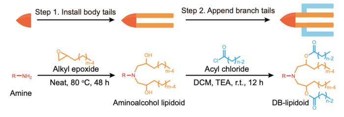 Degradable Branched Lipidoids