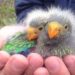 Swift parrot chicks