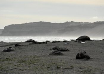 elephant seals dead on beach in argentina