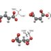 fumarate, maleate and succinate