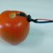 Biodegradable sensor monitors levels of pesticides via direct contact with surface of fruit and vegetables