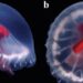 A novel species of jellyfish discovered in a remote location in Japan