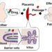 Figure 1. Some drugs can cross the placental barrier and reach the fetus