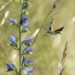 Butterfly flying next to flower