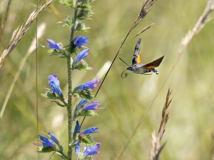 Butterfly flying next to flower