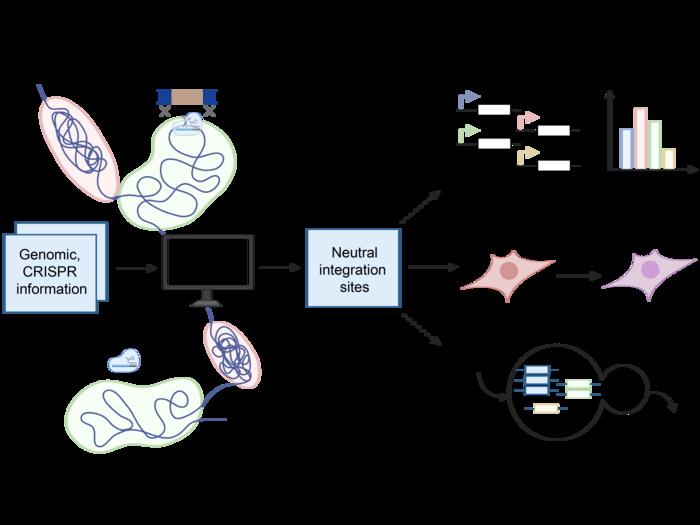 CRISPR COPIES Graphic