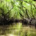 Mangrove forest