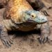 Kilat, 20-year-old Komodo dragon.