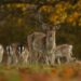 Image of a Fallow Deer