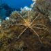 Giant Antarctic Sea Spider