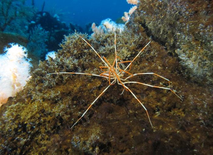 Giant Antarctic Sea Spider