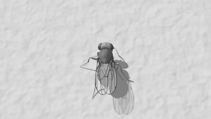 Fruit fly navigation