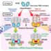 Analyzing the structural and functional differences of complexes formed by closely related RNA helicases.