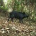 In the Cerrado, crop diversification has beneficial effects on wildlife and reduces the presence of boars