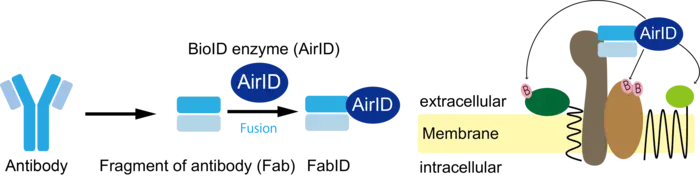 Overview of FabID technology developed in this study.