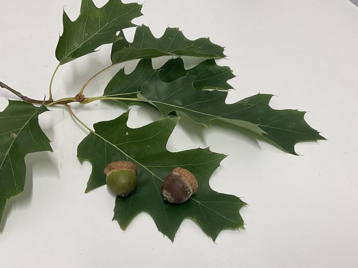 During masting, trees produce an increased amount of acorns