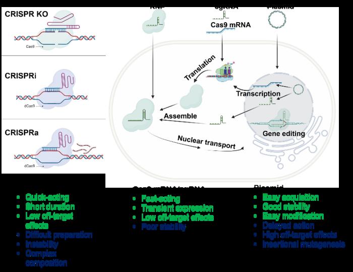 Derivatives and forms of CRISPR/Cas9 system