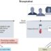 Cohort Study Desing in Biomarkers of Aging