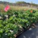 Kale growing at a farm outside Baltimore