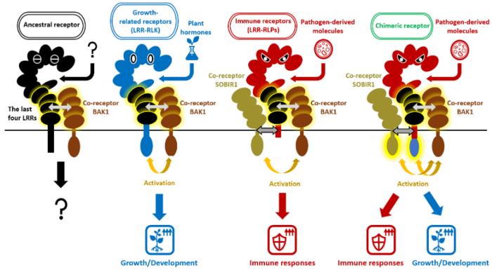 Immunity-related LRR-RLPs and growth-related LRR-RLKs