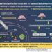 mRNA splicing regulation as an essential factor in osteoclast differentiation.