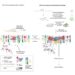 Researchers focused on sugar pectin, the receptor proteins FERONIA and LLG1 and the signal RALF peptide to understand how plants react to stimuli.