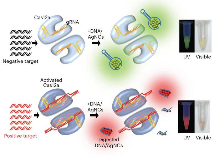 Subak - Nucleic acid detection graphic