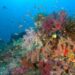 A shallow coral reef on Australia’s Great Barrier Reef.