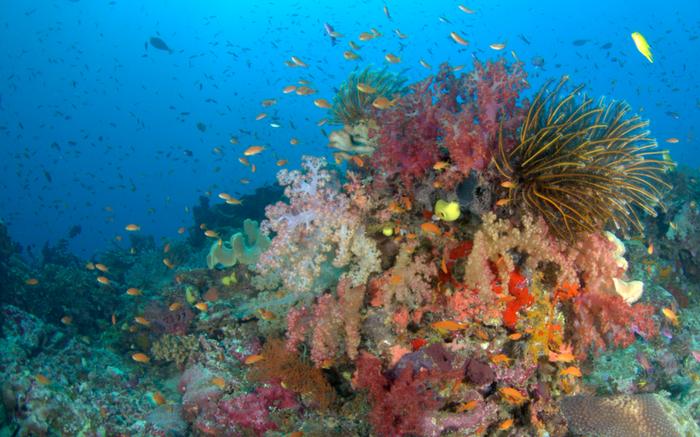 A shallow coral reef on Australia’s Great Barrier Reef.