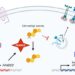 Scientist led by Duke-NUS identify the pivotal but previously unknown role of an enzyme, called FAXDC2, that is suppressed in cancers with hyperactive Wnt signalling.