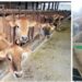 Spent Hemp Biomass: A Feed Use That Supports Milk Production in Dairy Cows