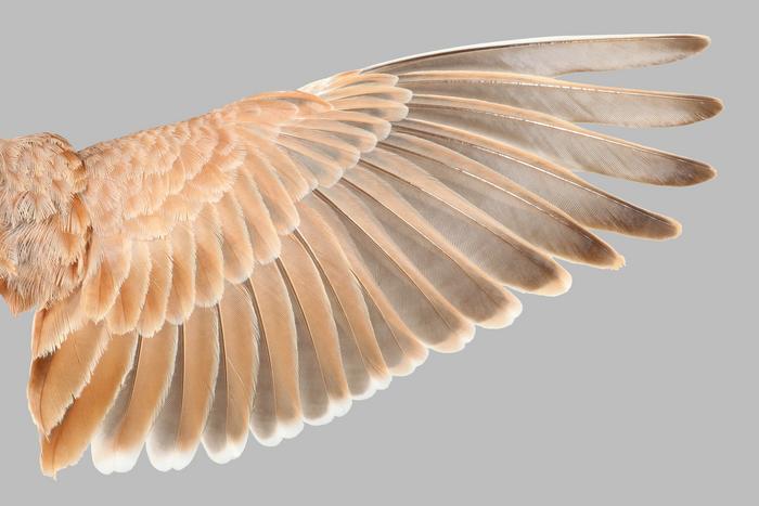 Lark wing feathers