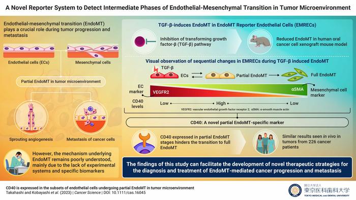 New study sheds light on the intermediary phases of endothelial-mesenchymal transition (EndoMT) in cancer cells