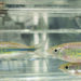 A school of Danio in the respirometer.jpg