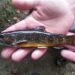 Many fish species, like this brook trout, are predicted to decrease in their size at maturity due to warming waters.