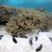 ‘Janitors’ of the Sea: Overharvested sea cucumbers play crucial role in protecting coral