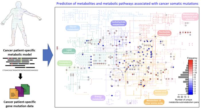 A KAIST-Seoul National University Hospital research team develops a computational workflow that predicts metabolites and metabolic pathways associated with somatic mutations in cancers