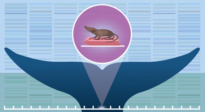 All creatures great and small: Sequencing the blue whale and Etruscan shrew genomes