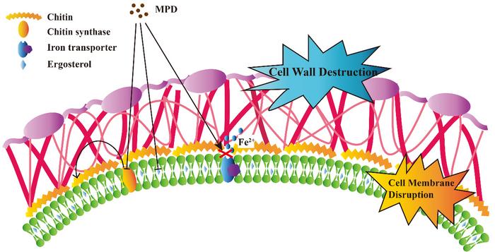 Schematic diagram of the proposed antifungal mechanism for the maleimide compound 5 (MPD)