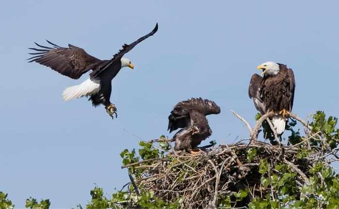 Delivery to Nest