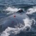 Suction cup on humpback whale in Massachusetts