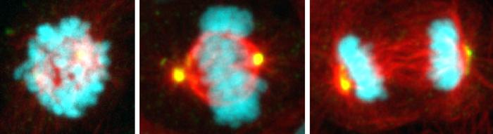 The stages of mitosis