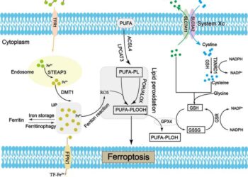 The potential mechanisms of ferroptosis