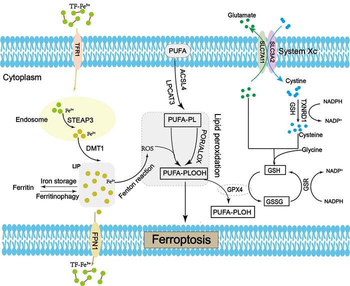 The potential mechanisms of ferroptosis