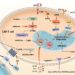 Metabolic interventions for improving CAR-T cells efficacy in tumor microenvironment.