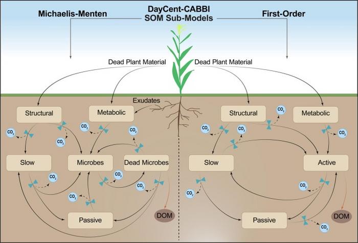 DayCent-CABBI: new model integrates soil microbes, large perennial grasses