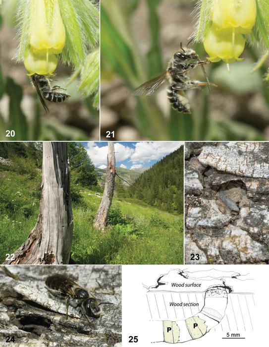 Hoplitis onosmaevae behaviour and habitat